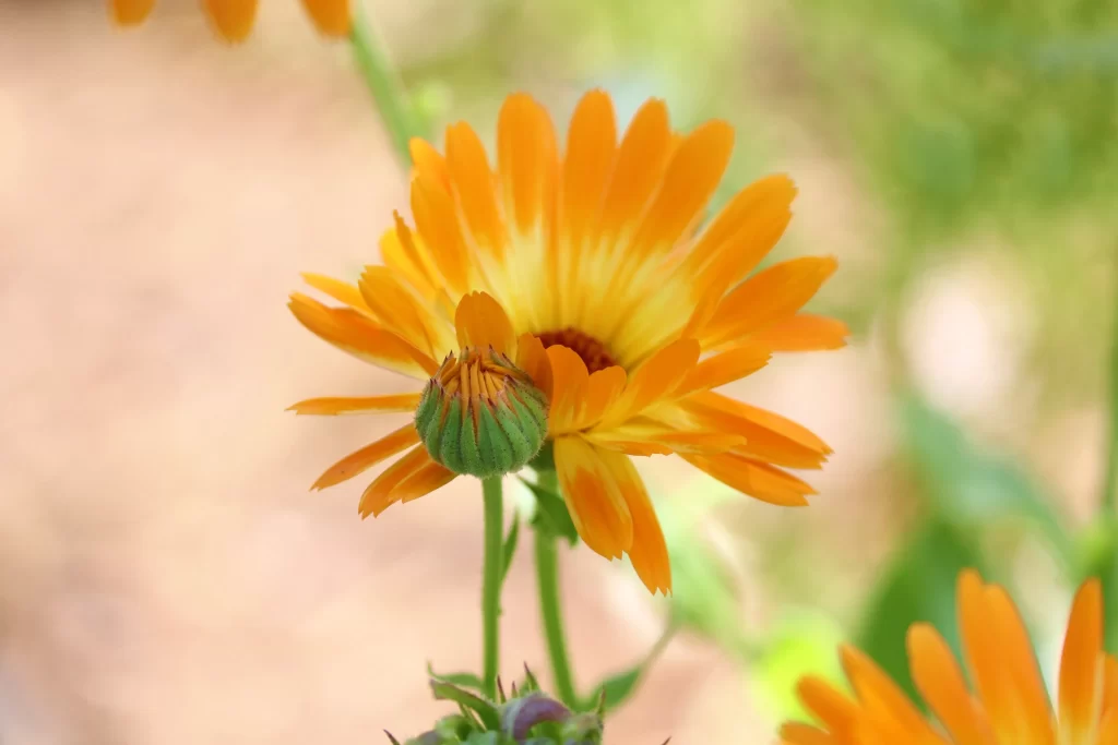 Orange Chrysanthemum Petals Bright warm Blooming
