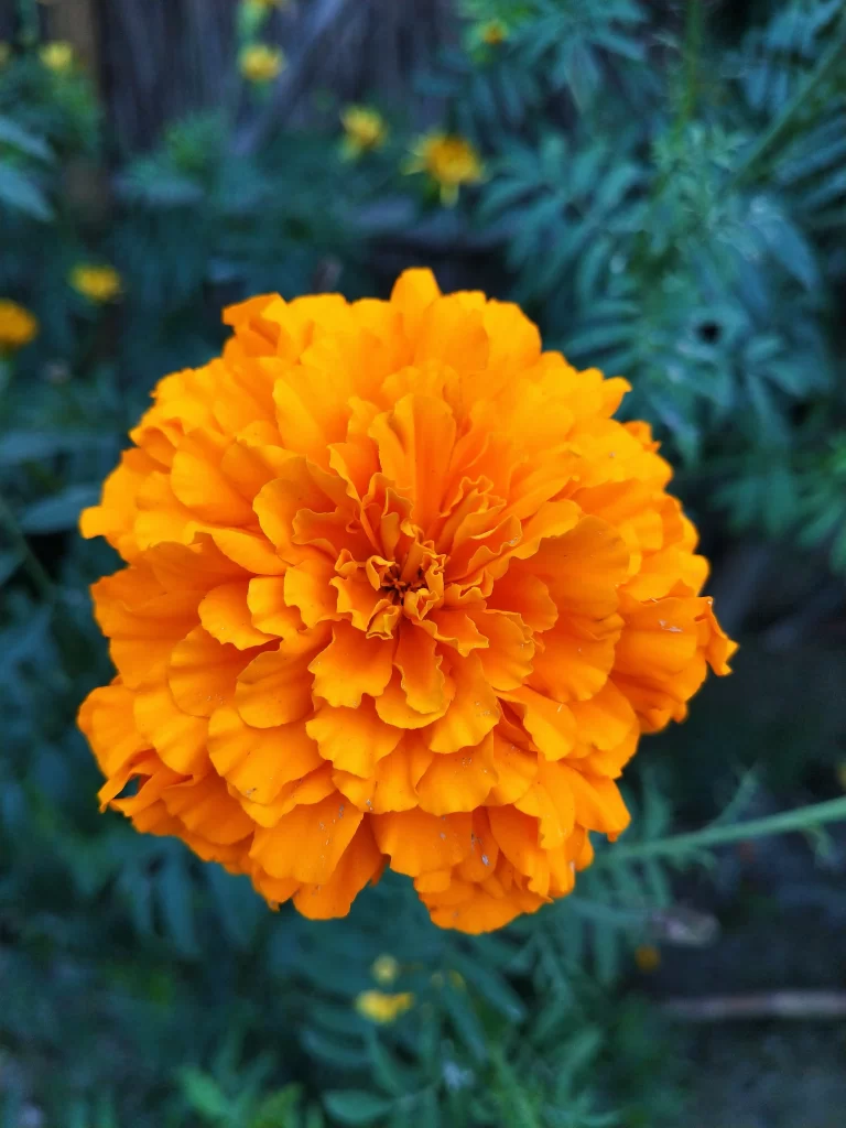 Orange Chrysanthemum Petals Rounded warm Dense