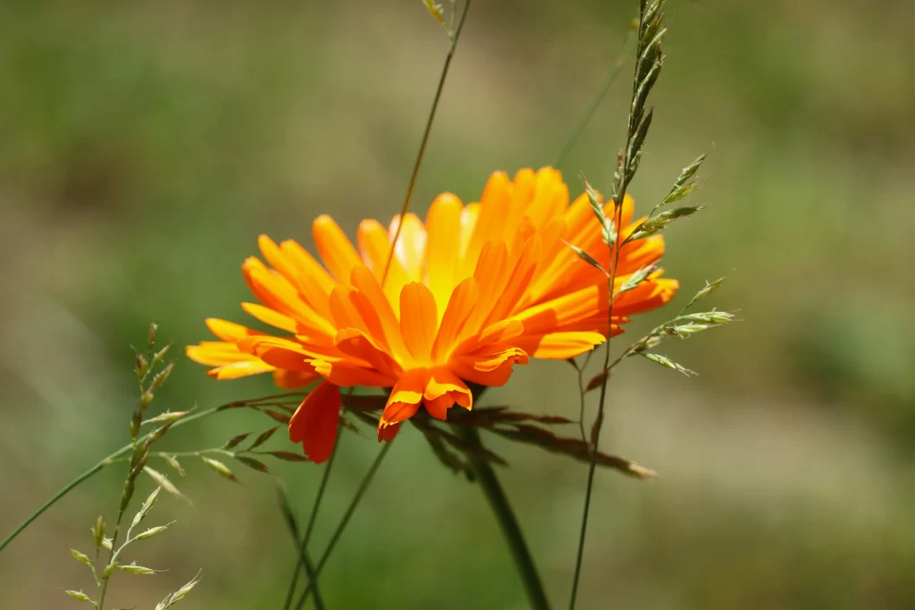 Orange Chrysanthemum Petals Bright Green