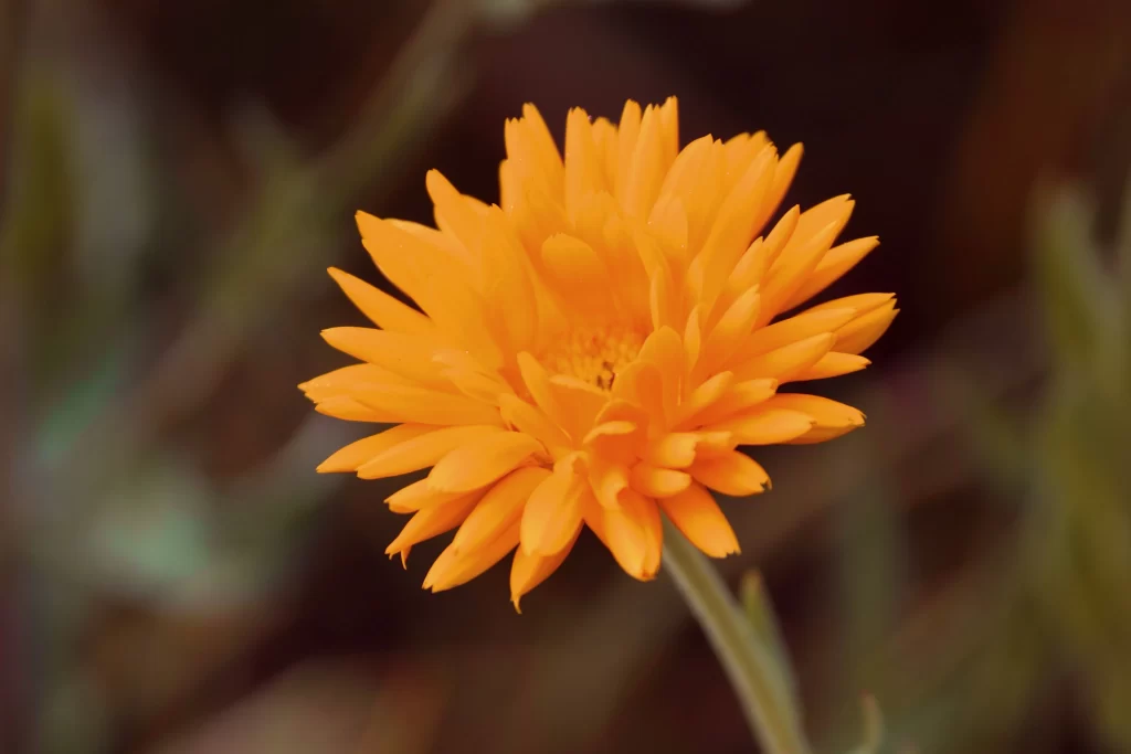 Orange Chrysanthemum Petals Bright Yellow warm Center
