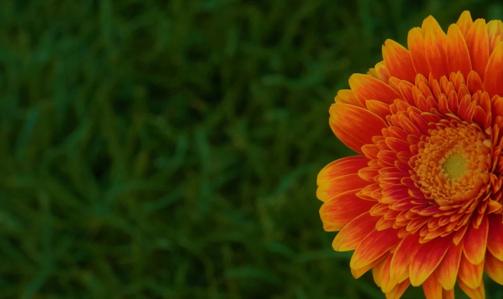 Orange Chrysanthemum Petals Bright Yellow warm Center