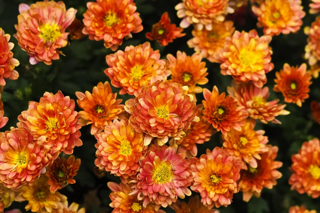 Orange Chrysanthemum Petals Yellow Center Dense
