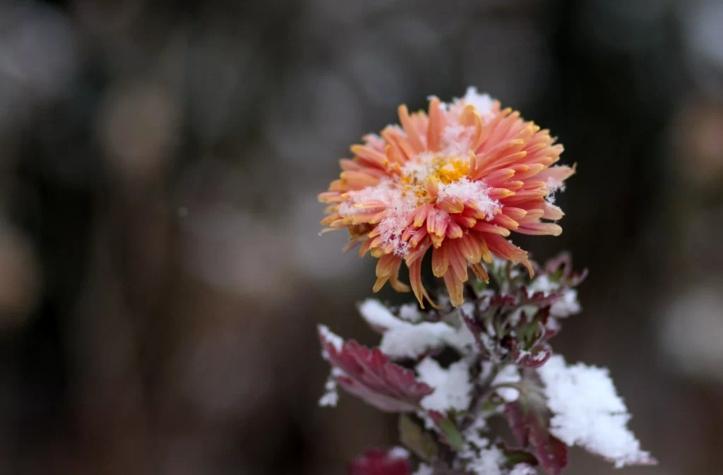 Orange Chrysanthemum Petals Snow Frost