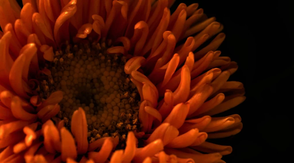 Orange Chrysanthemum Petals Dense Center