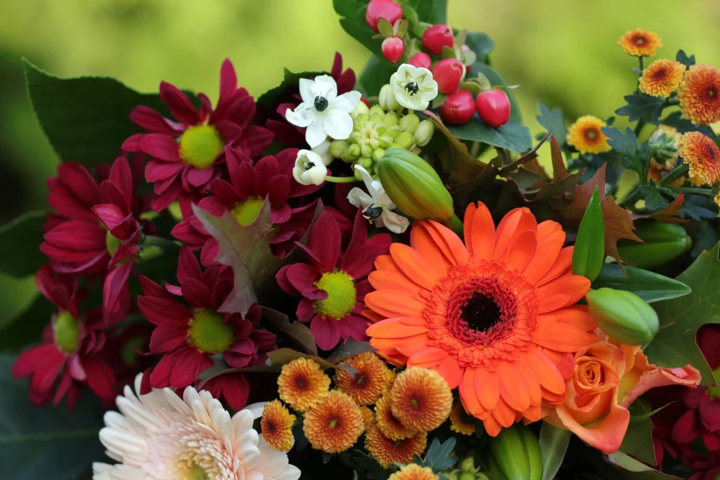 Orange Chrysanthemum Petals Red Yellow White