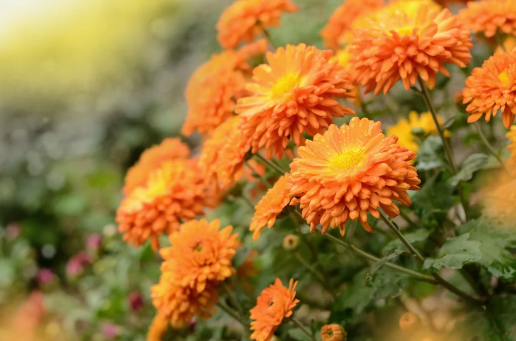 Orange Chrysanthemum Petals Bright Yellow warm Center