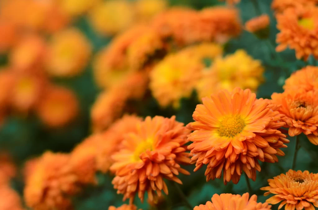 Orange Chrysanthemum Petals Dense Cluster