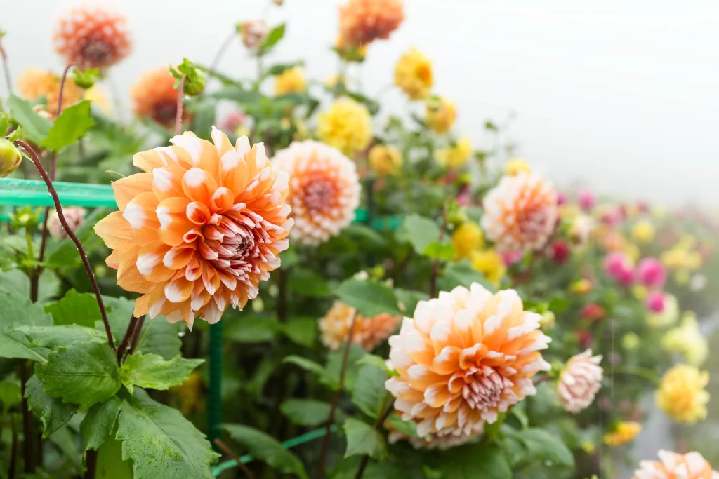 Orange Chrysanthemum Petals Green warm Leaves