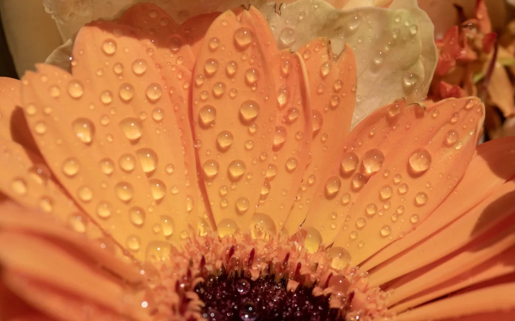 Orange Chrysanthemum Petals Waterdrops Dewdrops