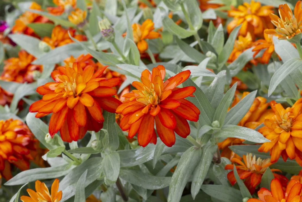 Orange Chrysanthemum Petals Bright Green Leaves