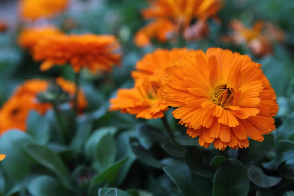Orange Chrysanthemum Petals Bright gray Blooming