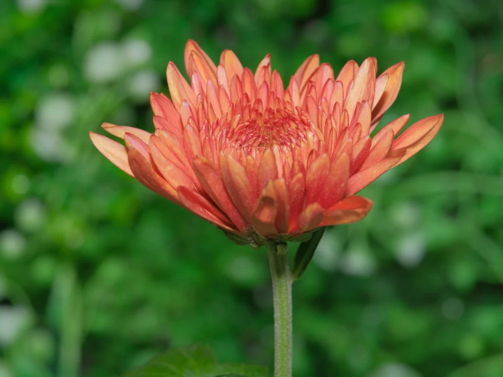 Orange Chrysanthemum Petals Bright Green Background