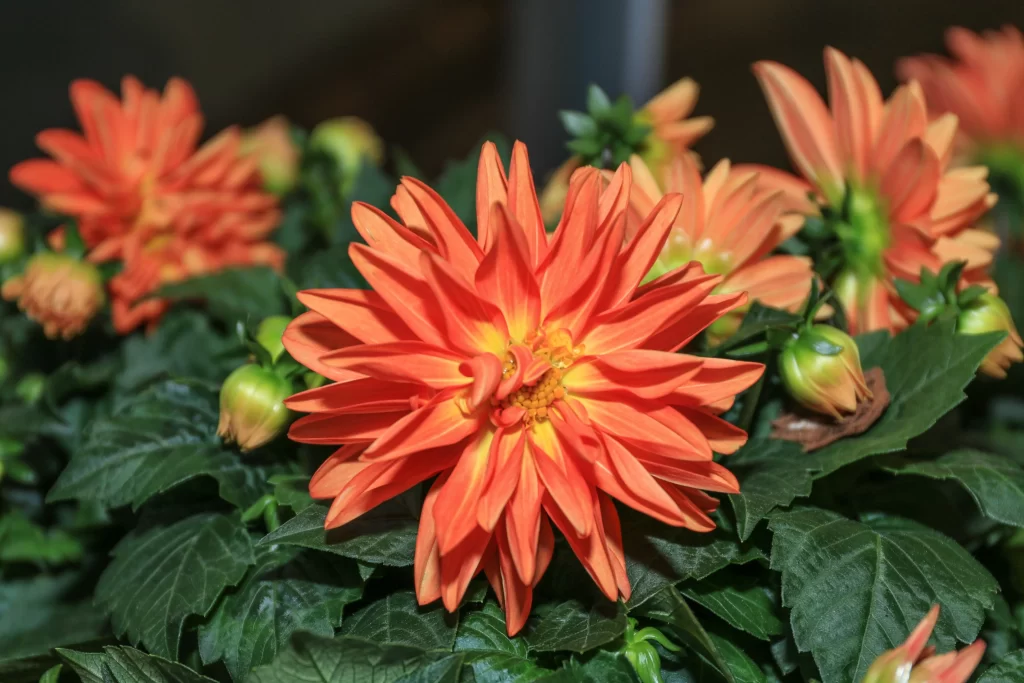 Orange Chrysanthemum Petals Bright Yellow Center Green Leaves