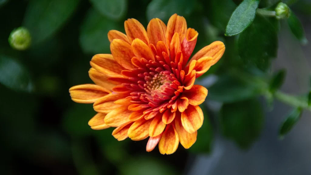 Orange Chrysanthemum Petals Bright Center Green Leaves