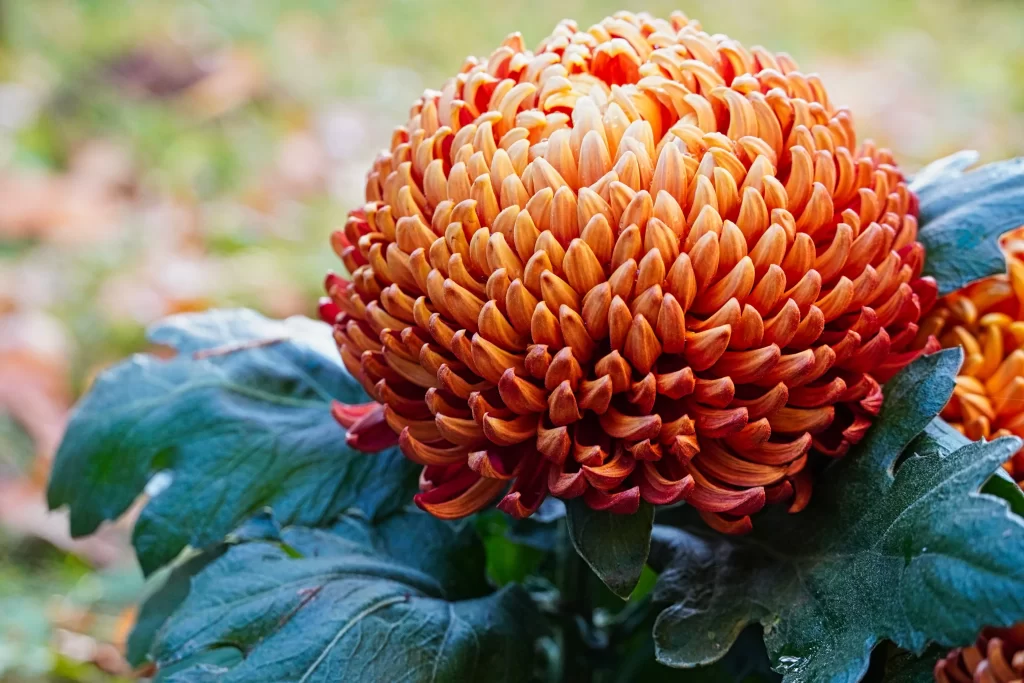 Orange Chrysanthemum Petals Rounded gray Dense