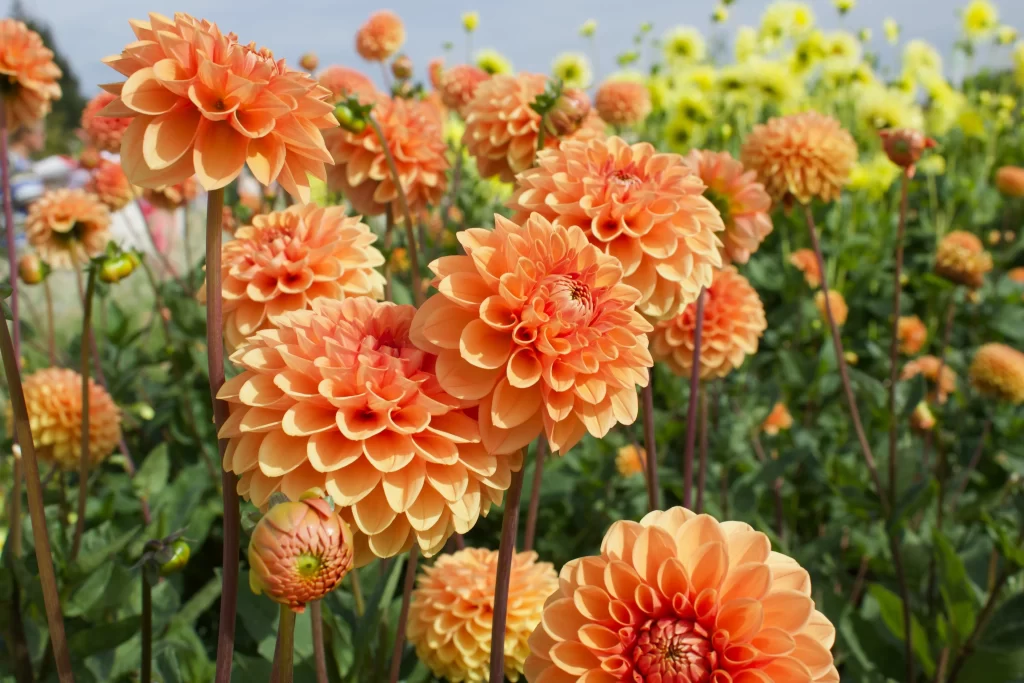 Orange Dahlia Petals Blooming warm Garden