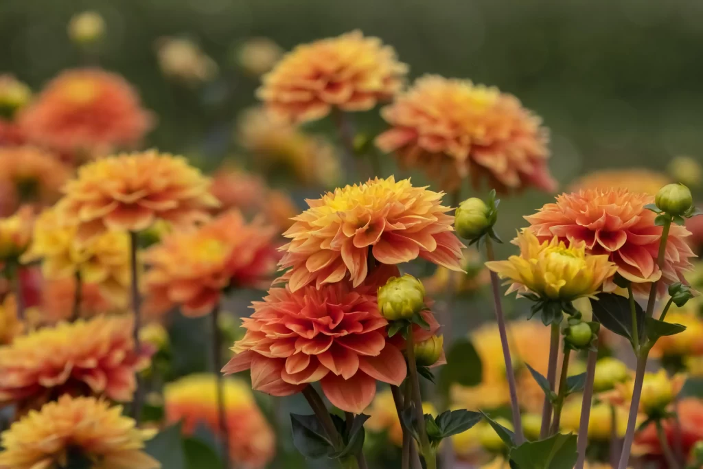 Orange Dahlia Petals Blooming warm Garden