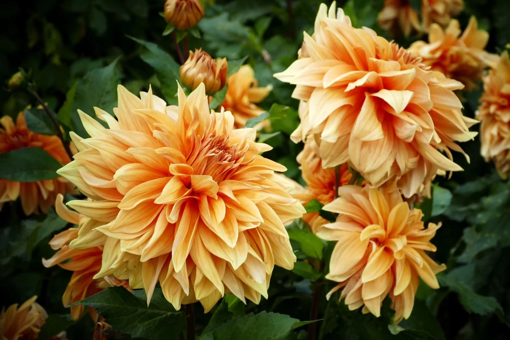 Orange Dahlia Petals Blooming warm Garden