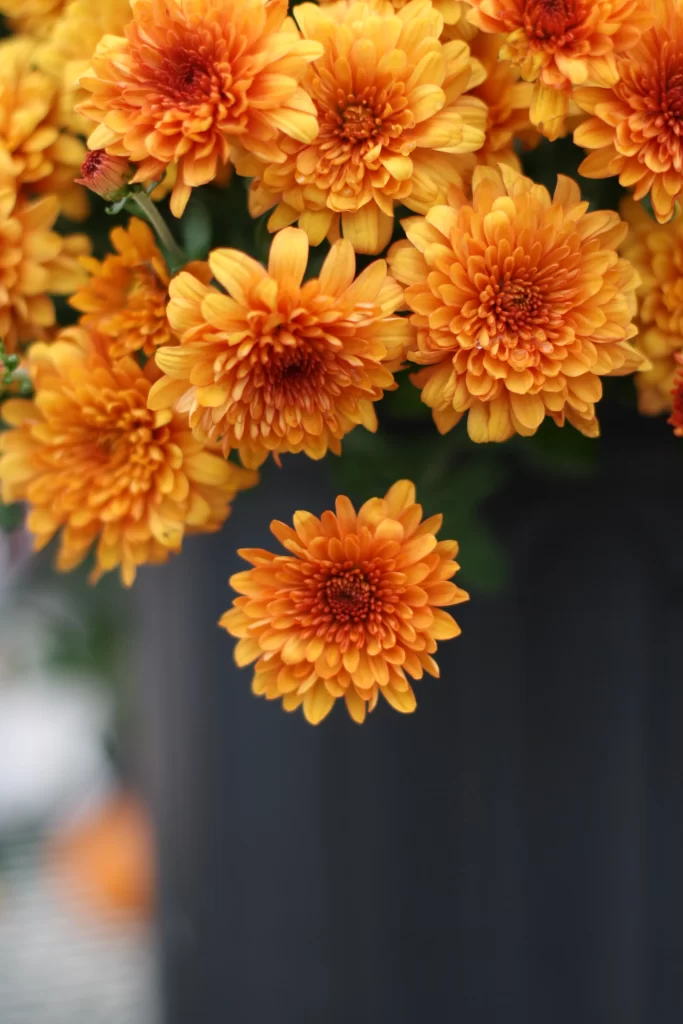 Orange Dahlia Petals Bright Blooming