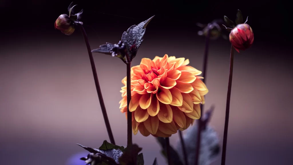 Orange Dahlia Petals Dark gray Background