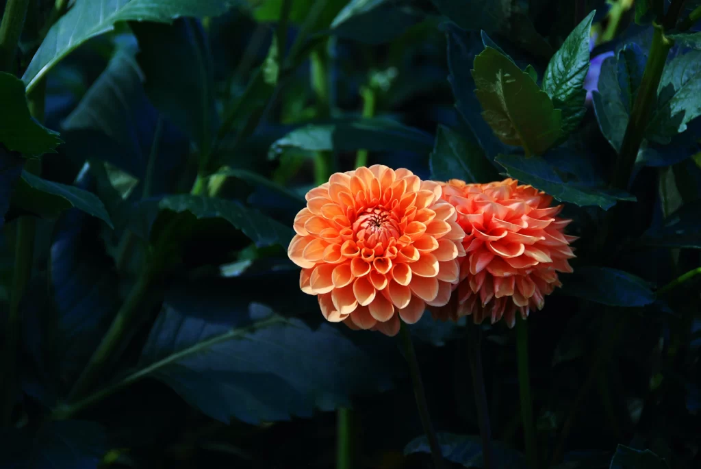 Orange Dahlia Petals Dark Leaves