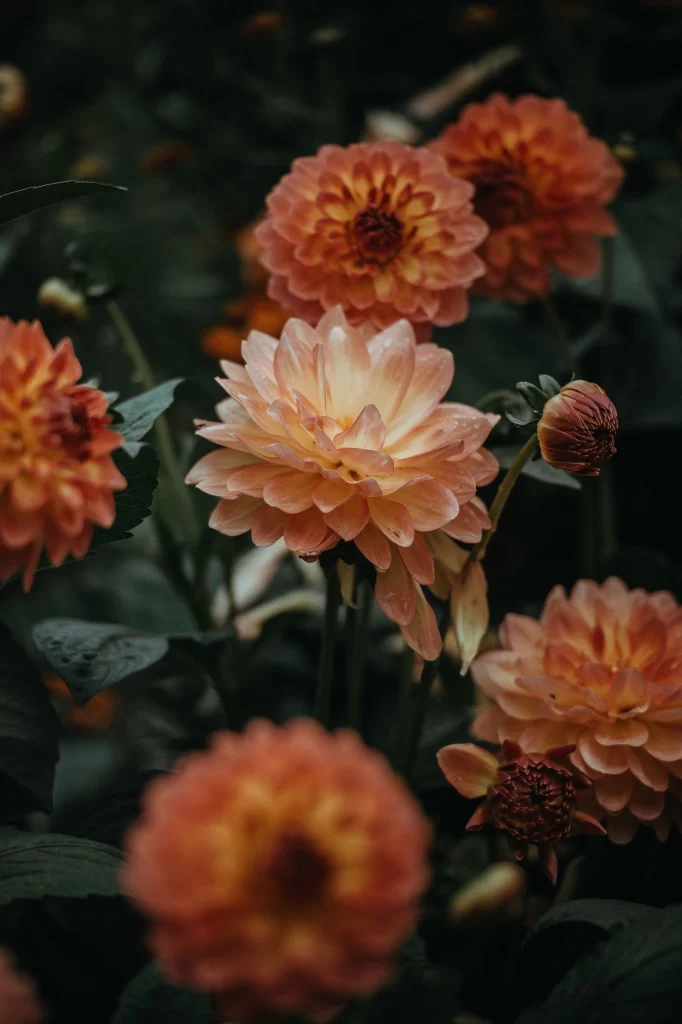Orange Dahlia Petals Dark gray Background