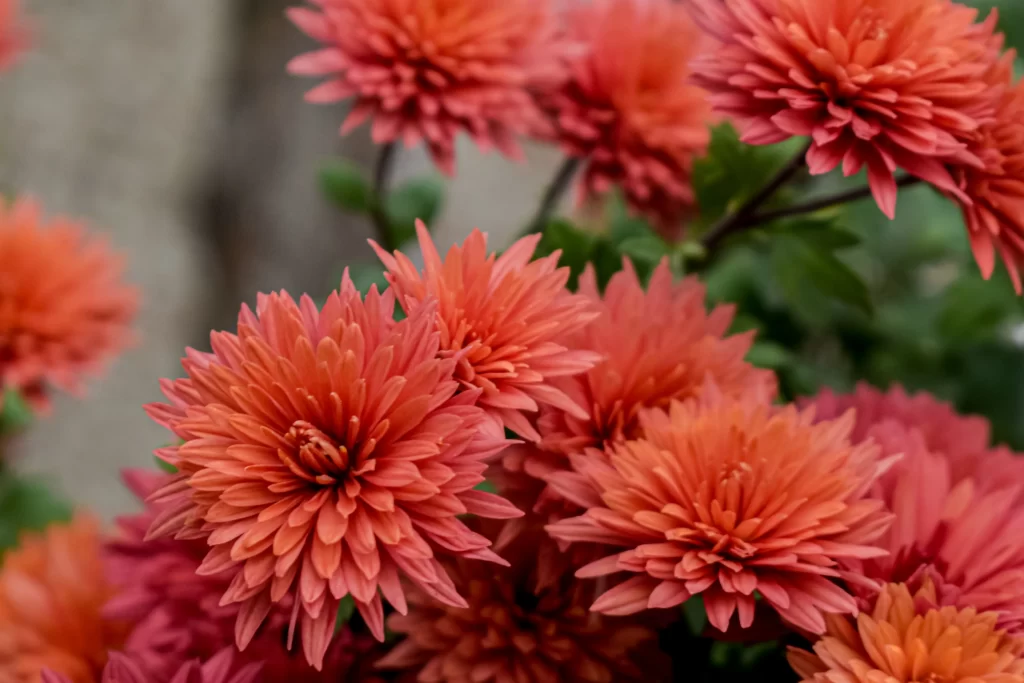 Orange Dahlia Petals Dense Cluster