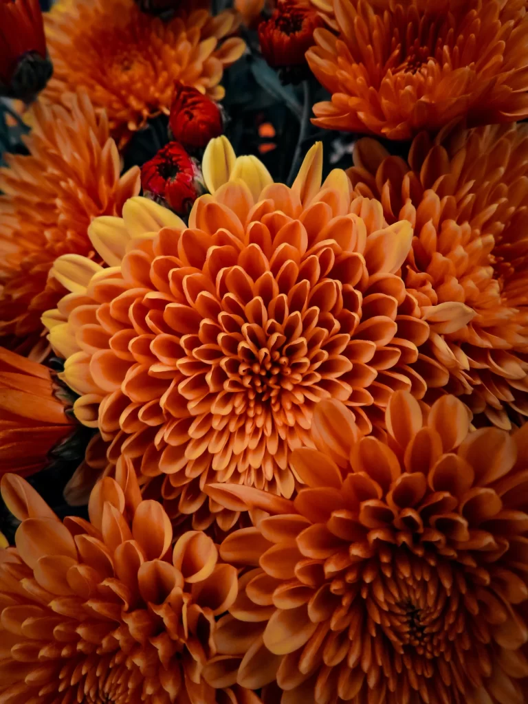 Orange Dahlia Petals Dense Layered