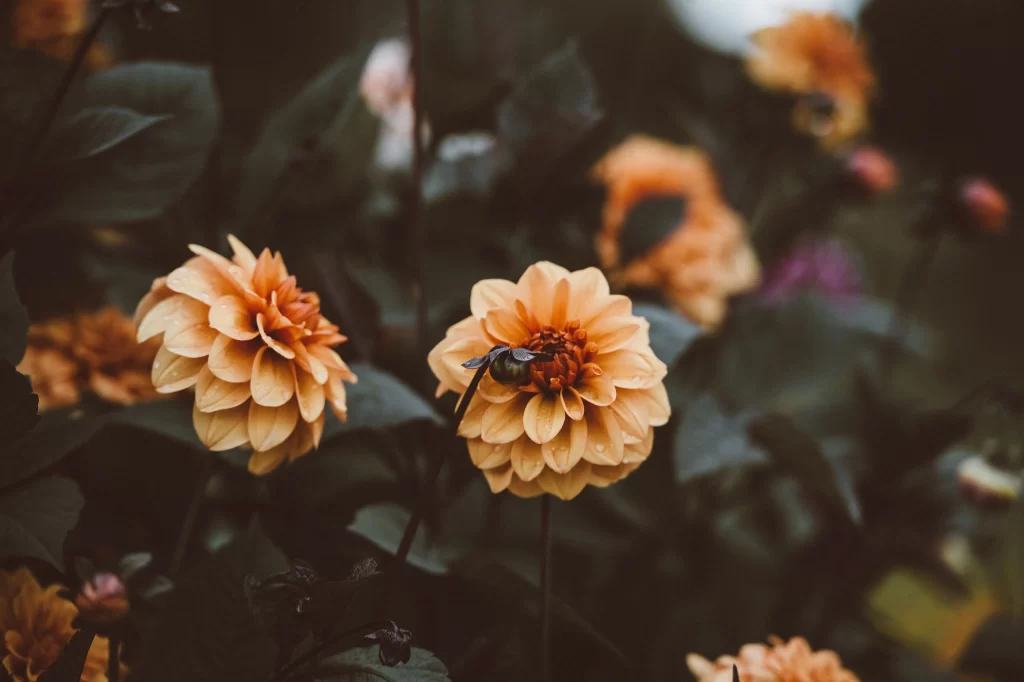 Orange Dahlia Petals Dewdrops Dark Leaves