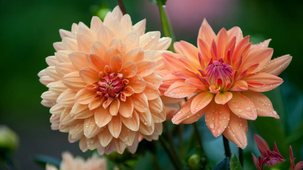 Orange Dahlia Petals Dewdrops Vivid Green