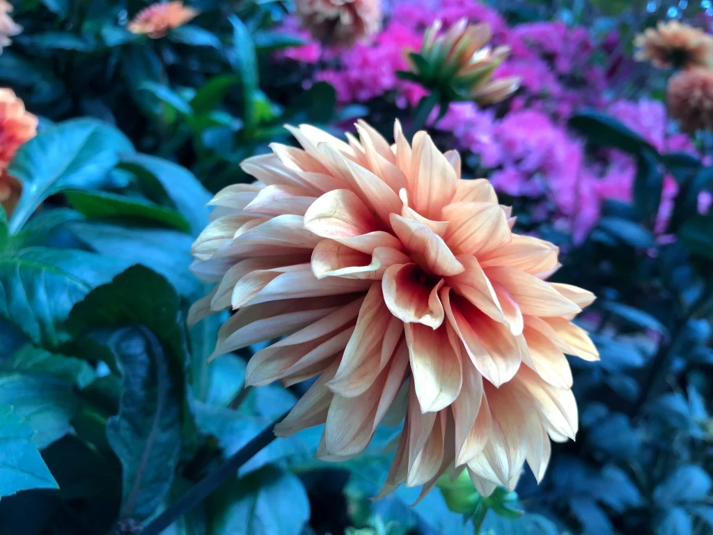Orange Dahlia Petals Layered Vivid