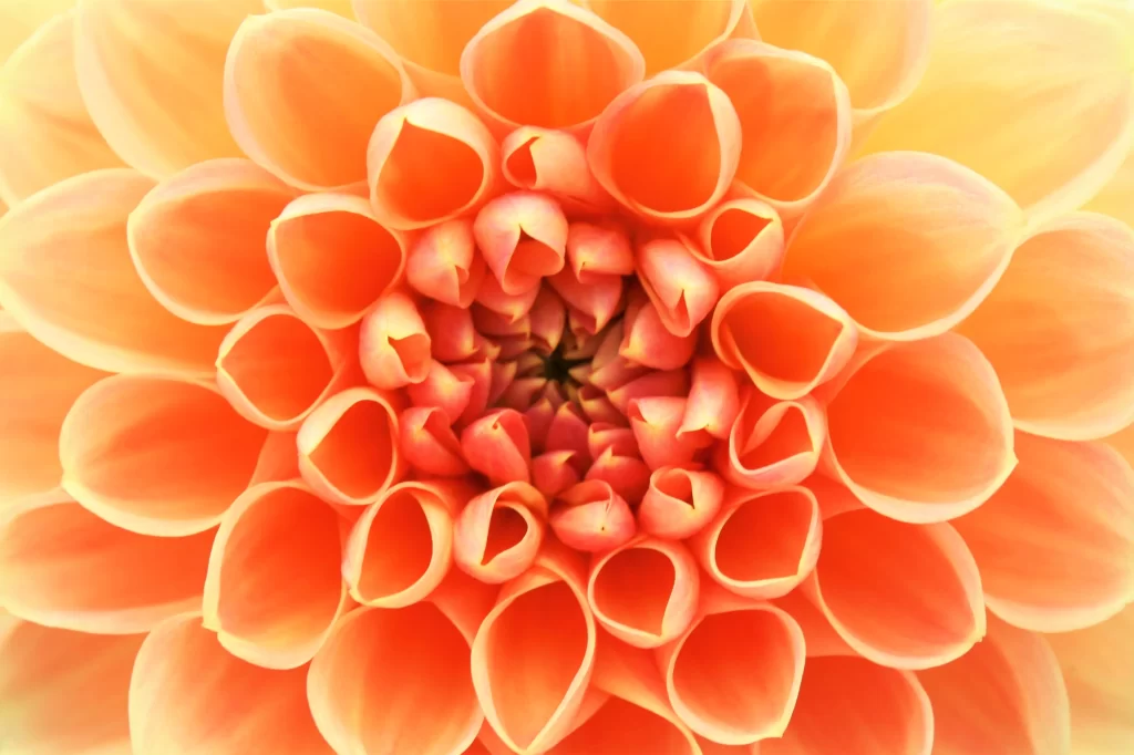 Orange Dahlia Petals Radiant Symmetrical