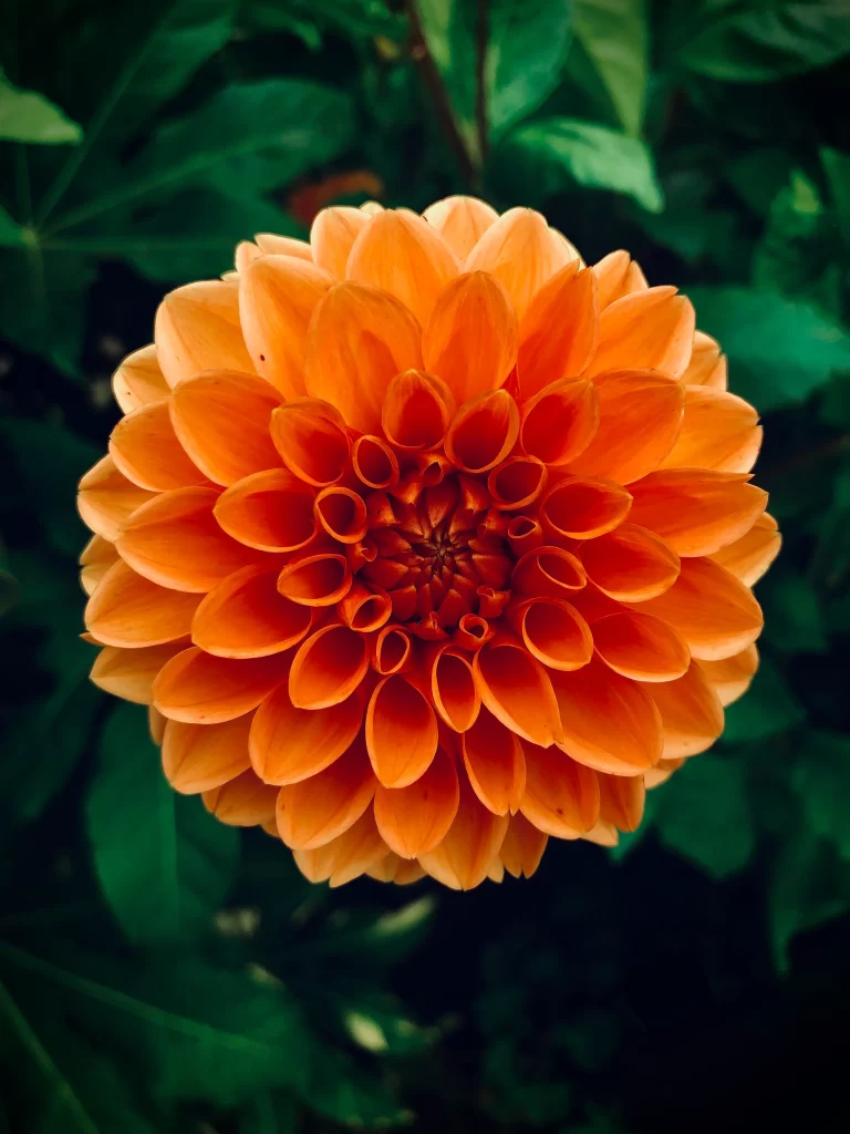 Orange Dahlia Petals Round Symmetrical