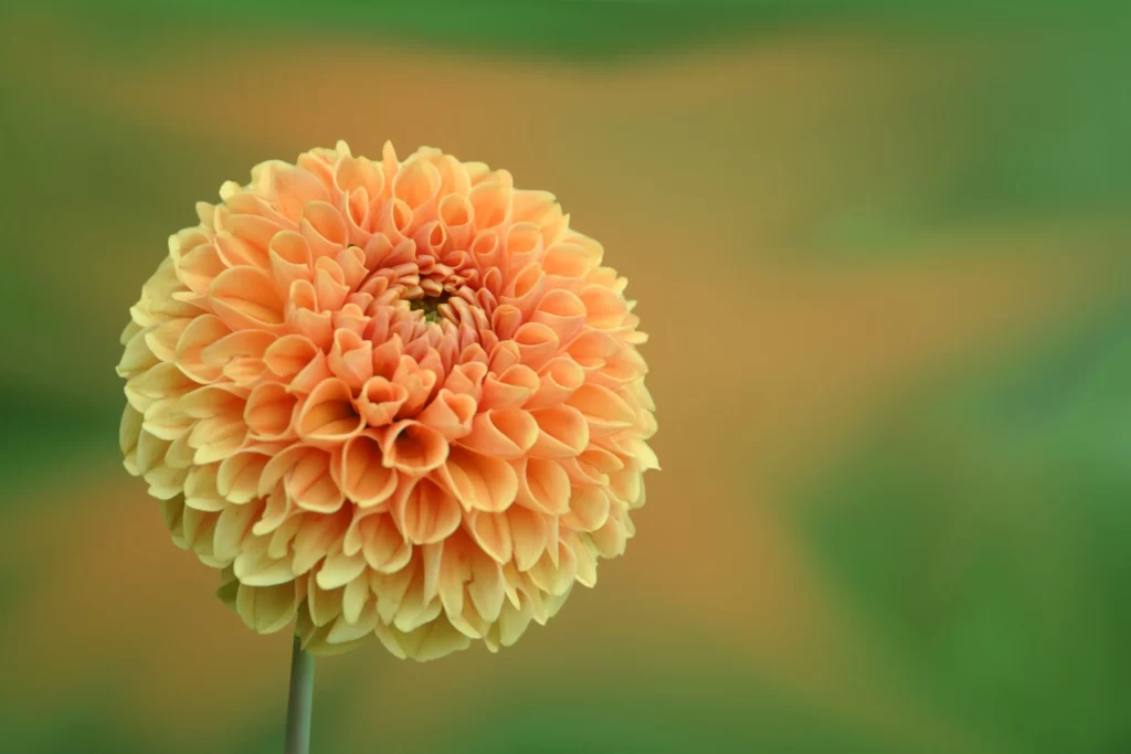 Orange Dahlia Petals Round Dense