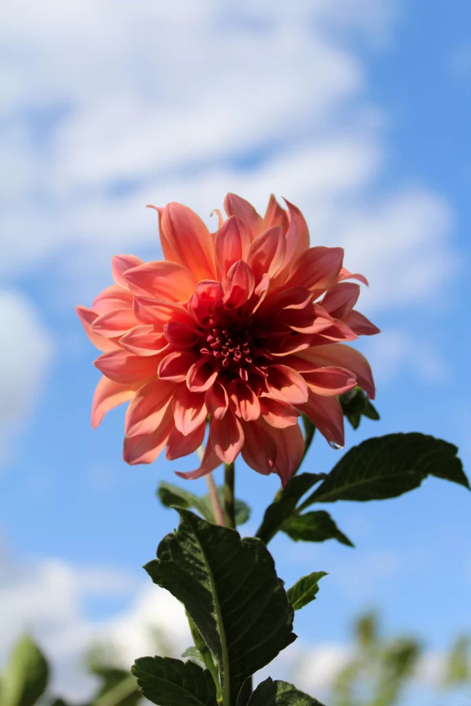 Orange Dahlia Petals Sky Clouds