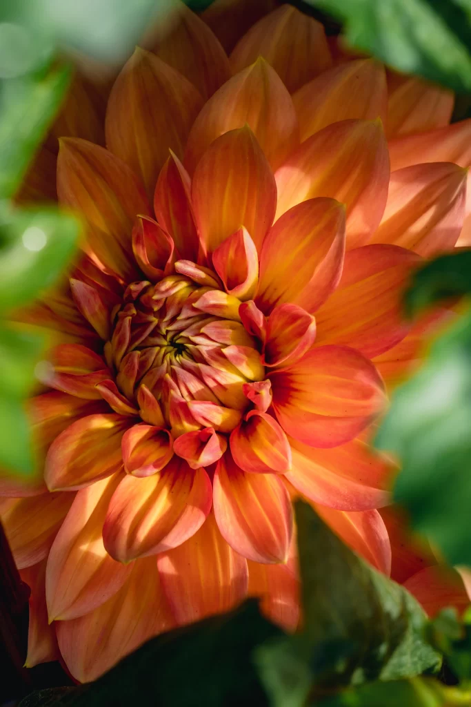 Orange Dahlia Petals Sunlight Green warm Leaves