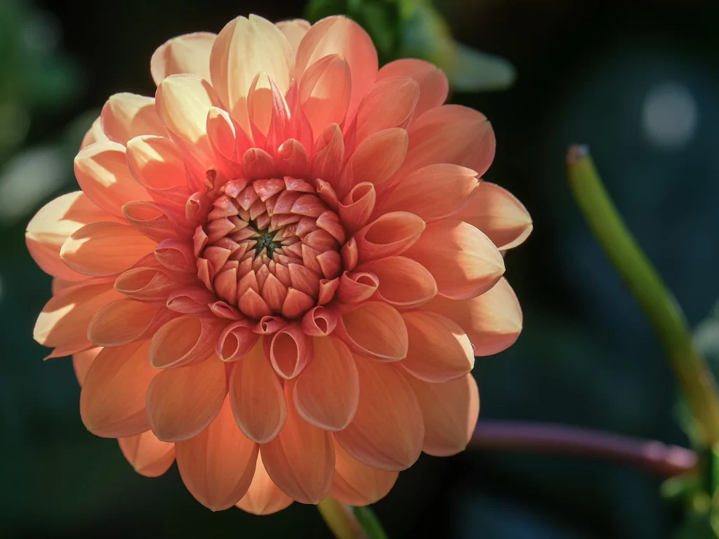 Orange Dahlia Petals Sunlight Center