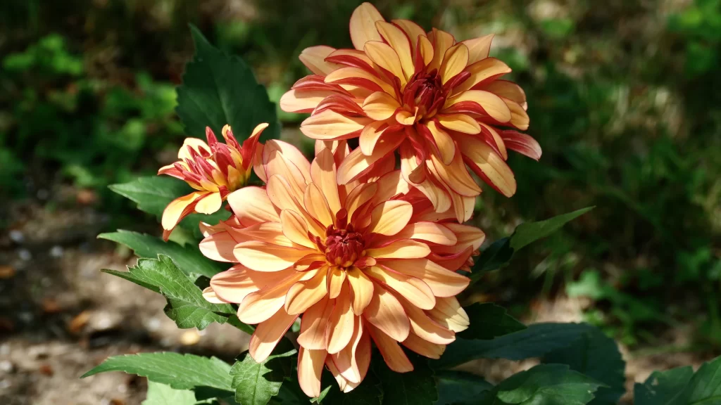 Orange Dahlia Petals Sunlight Green warm Leaves