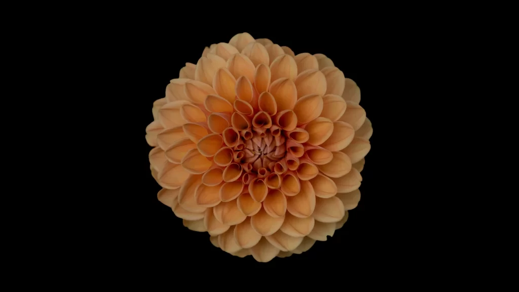 Orange Dahlia Petals Symmetry Rounded