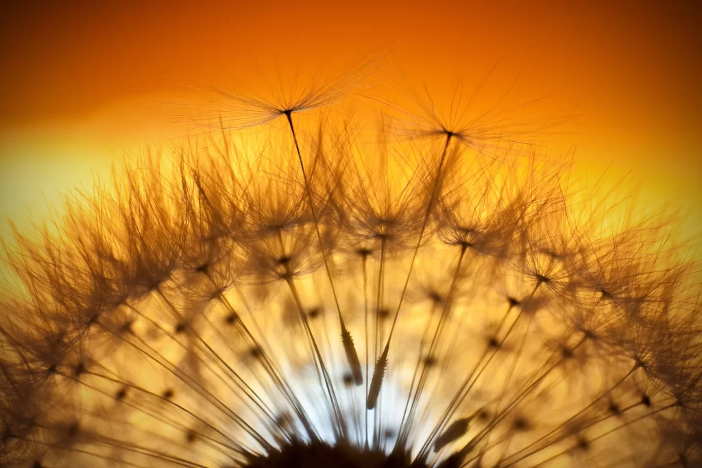 Orange Dandelion Seed Head Silhouette