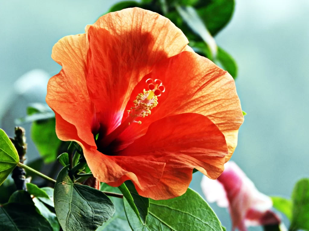 Orange Hibiscus Petals Bright Green Leaves