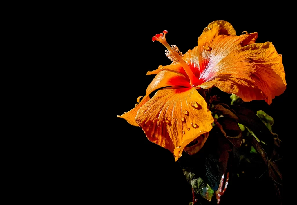 Orange Hibiscus Petals Dewdrops Dark Background