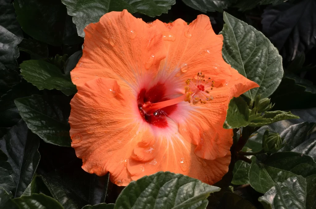 Orange Hibiscus Petals Dewdrops Dark Leaves