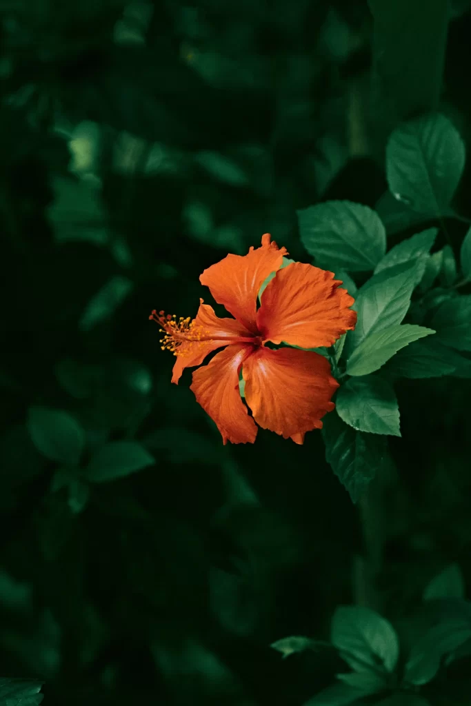 Orange Hibiscus Petals Green dark Leaves