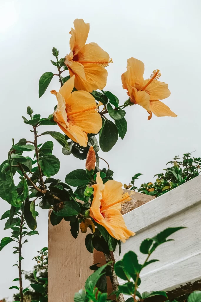 Orange Hibiscus Petals Green gray Leaves
