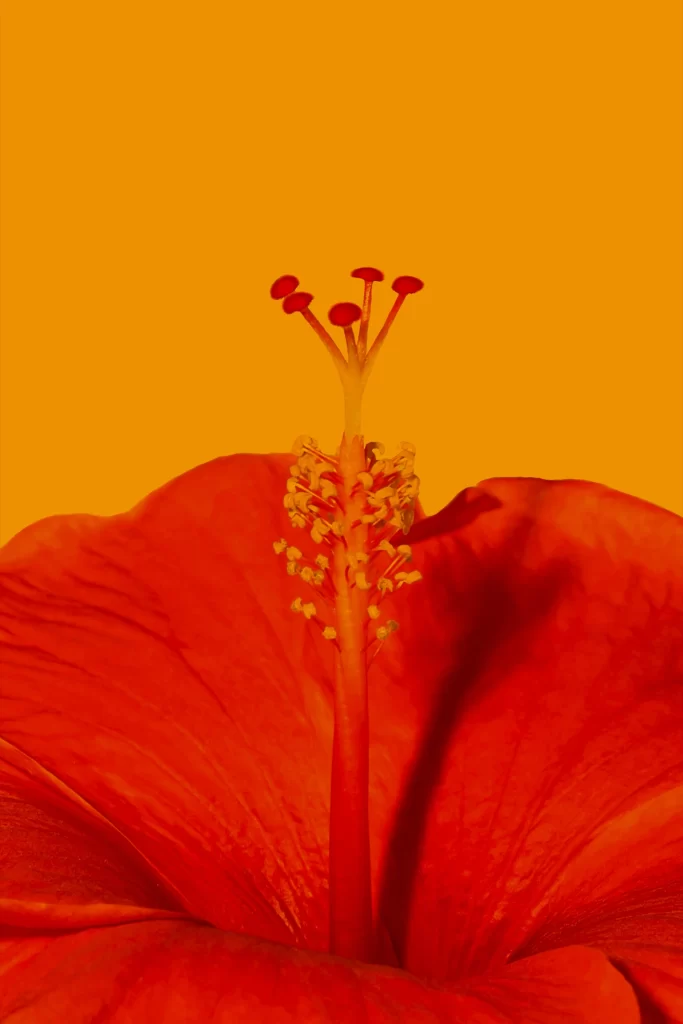 Orange Hibiscus Petals red Stamen