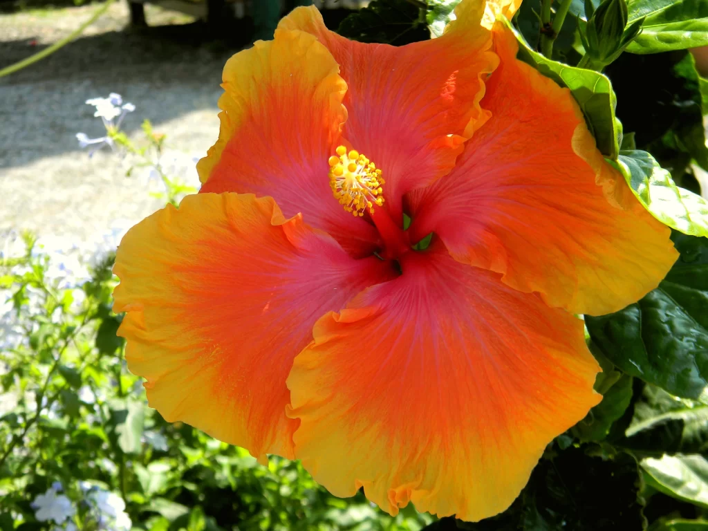 Orange Hibiscus Petals Sunlight Center