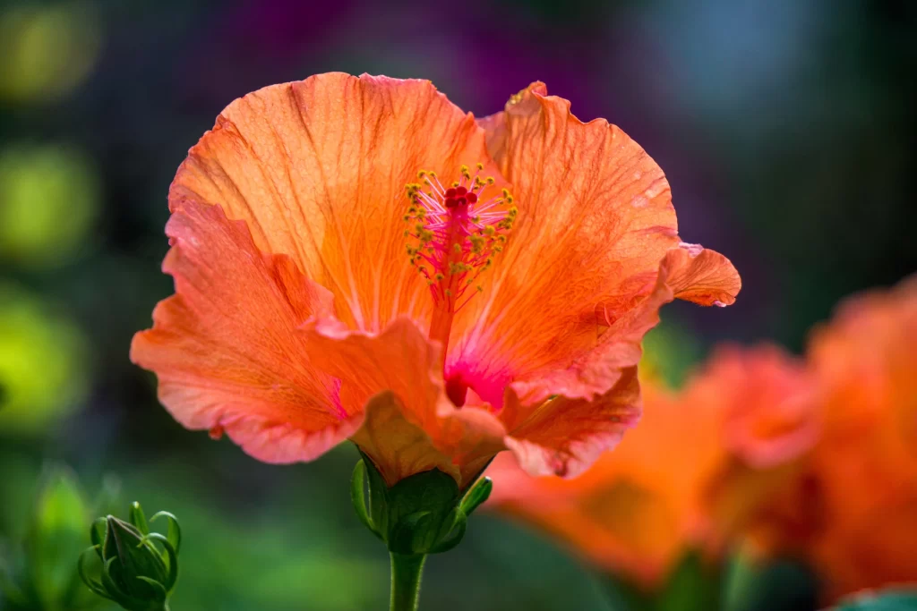 Orange Hibiscus Petals warm Stamen