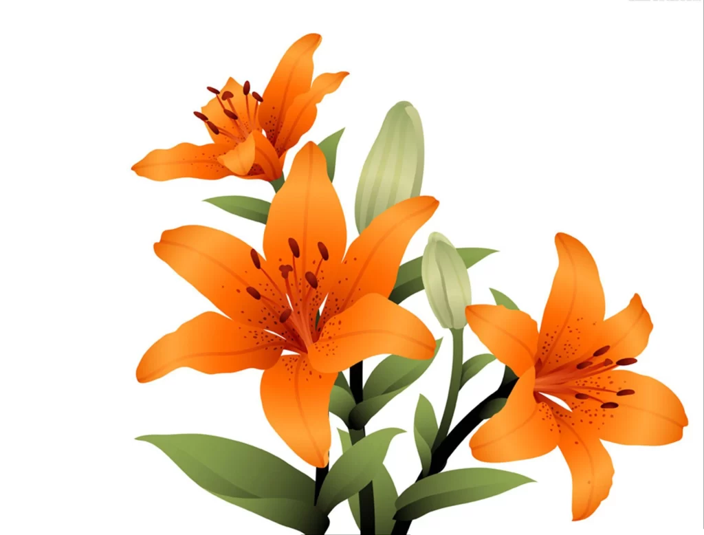 Orange Lilies Flowers Blooms Petals