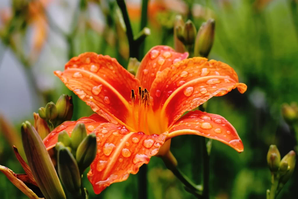 Orange Lily Flower Petals Dewdrops Close Up Garden Blooming